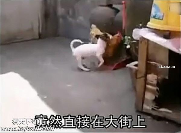 好色小狗，光天化日蹂躏鸡(组图)