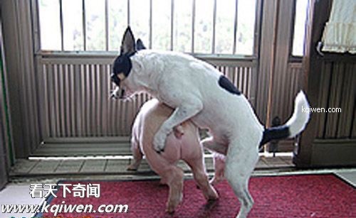 傻逼猪惨遭色狗奸杀