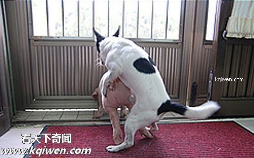 傻逼猪惨遭色狗奸杀