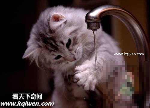 作为禽兽，我的压力也很大