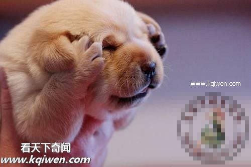 作为禽兽，我的压力也很大