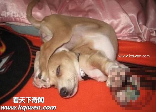 作为禽兽，我的压力也很大