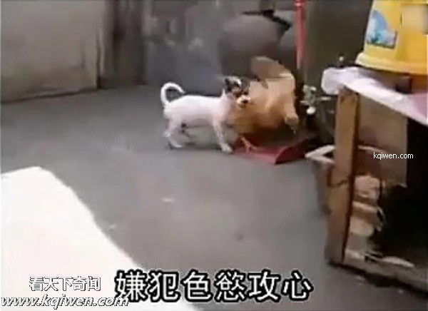 好色小狗，光天化日蹂躏鸡(组图)