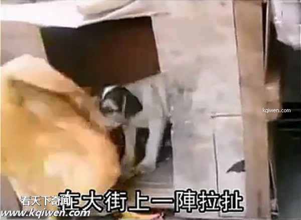 好色小狗，光天化日蹂躏鸡(组图)